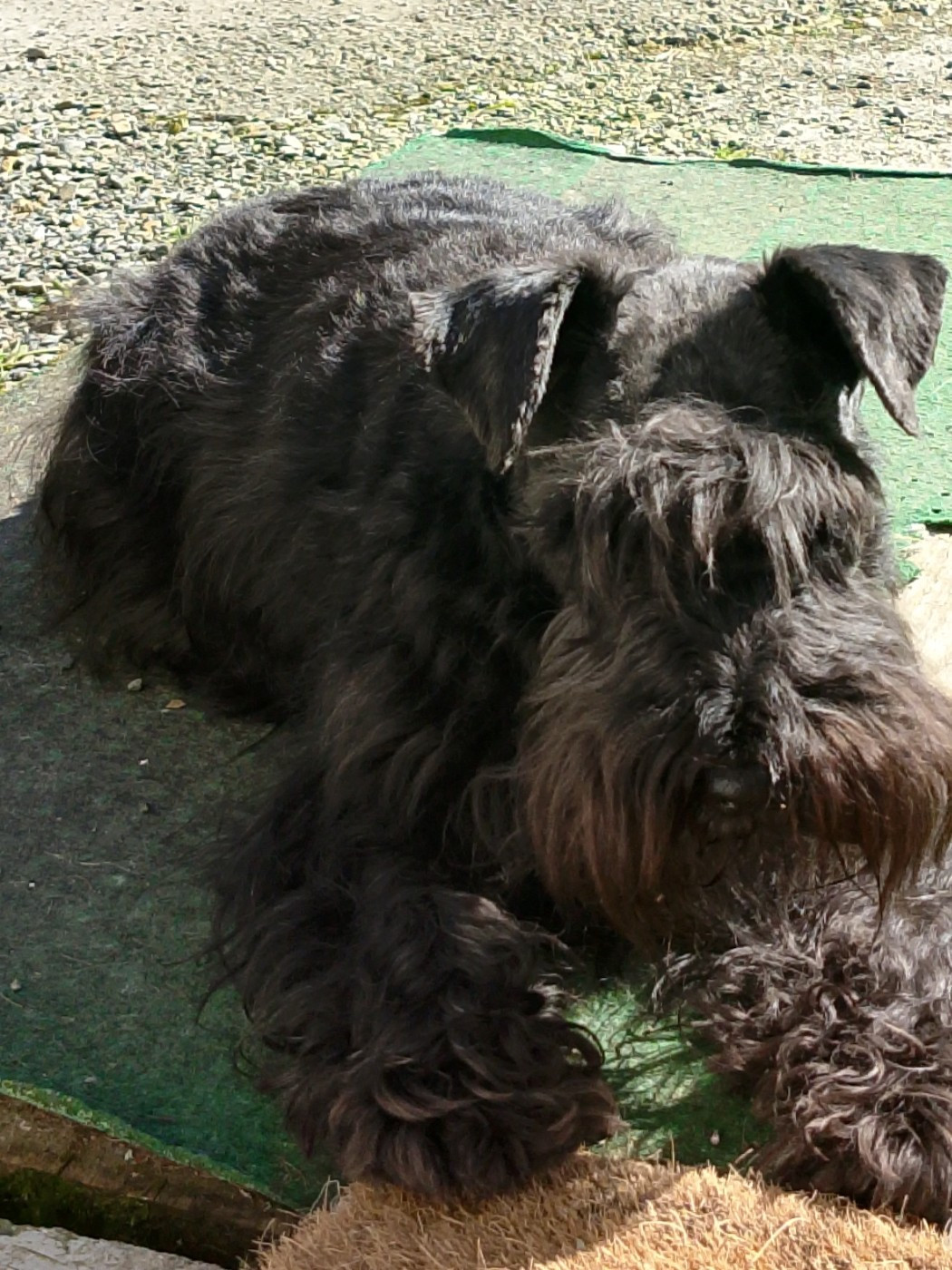 Pearl Des Adorables Chenapans