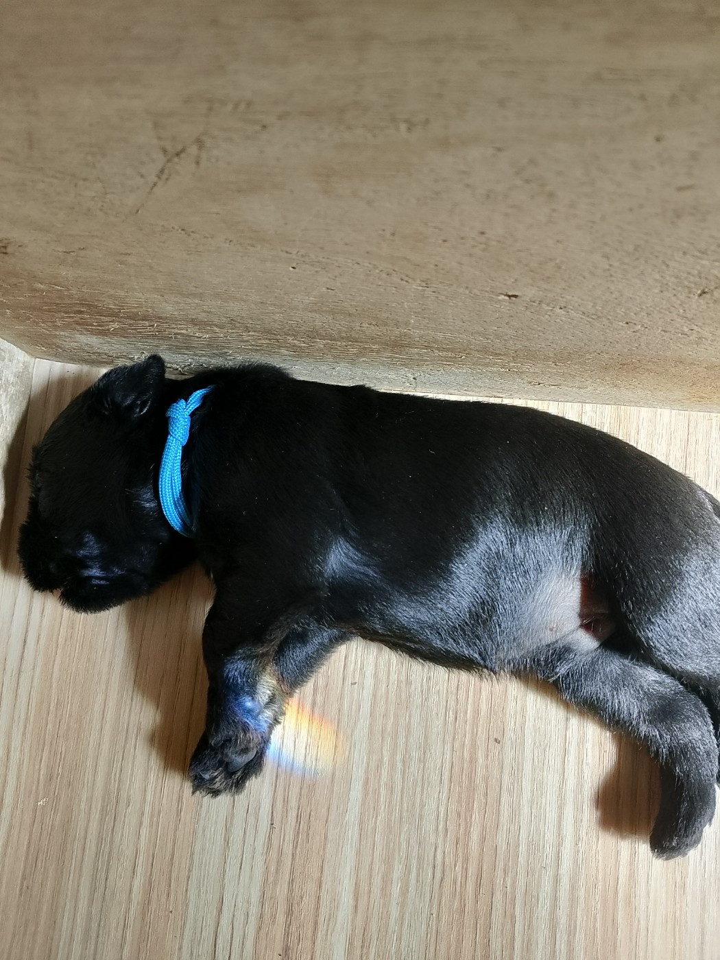 Des Terres D'Iroise - Chiots disponibles - Schnauzer miniature