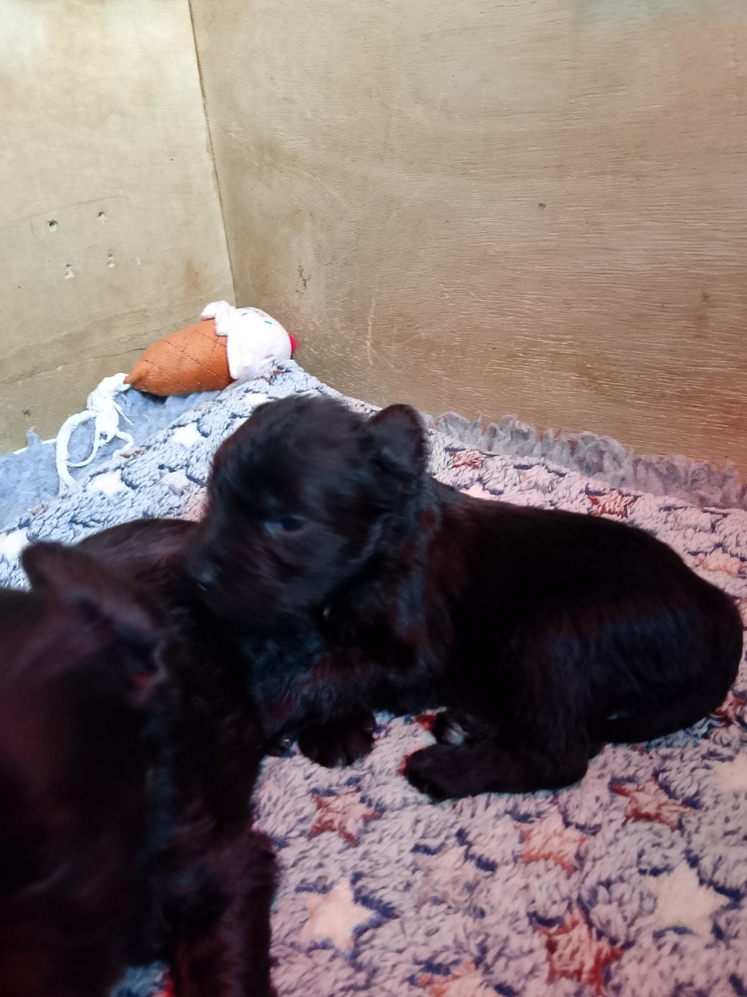 Des Terres D'Iroise - Chiots disponibles - Schnauzer miniature
