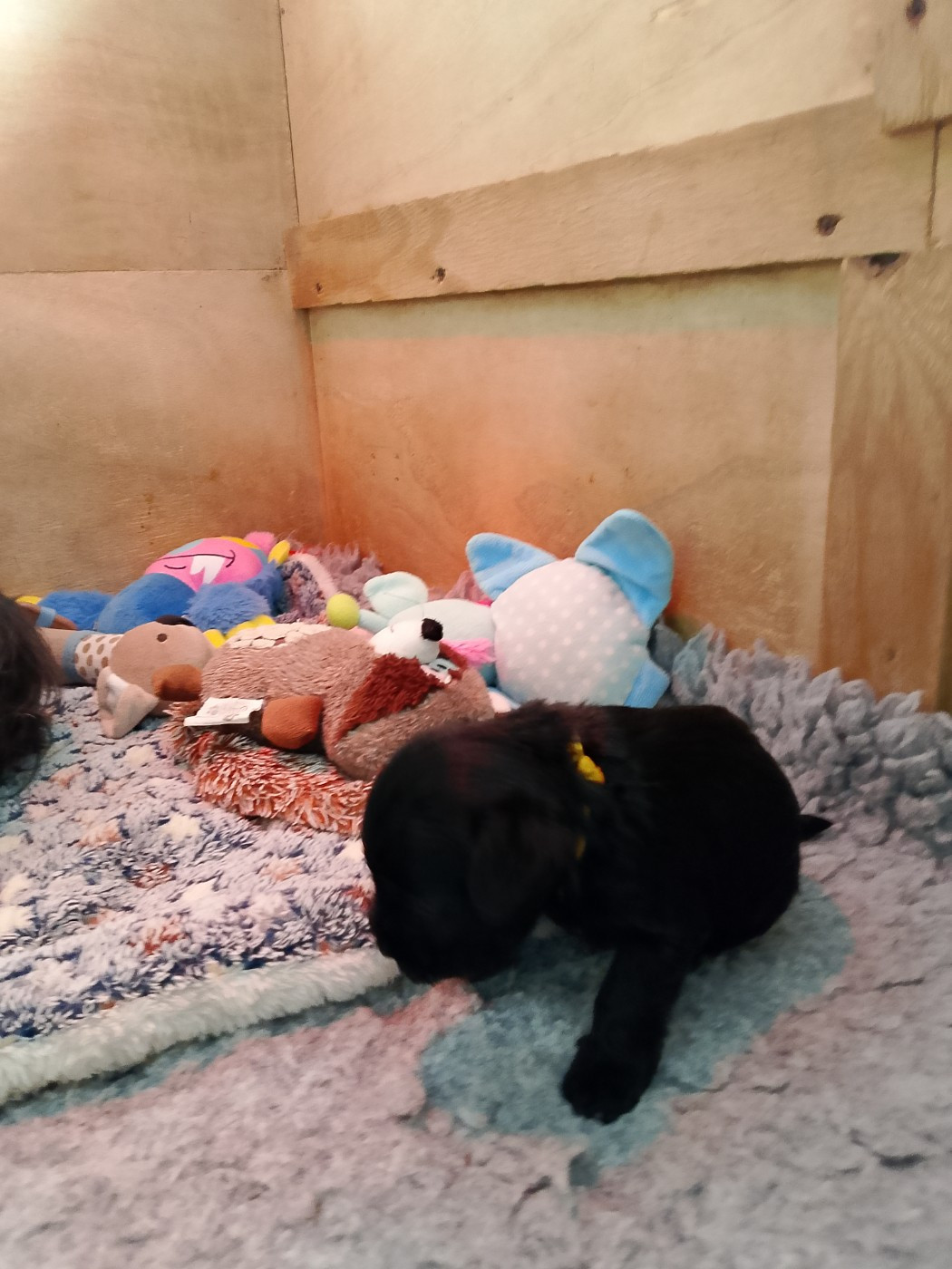 Des Terres D'Iroise - Chiots disponibles - Schnauzer miniature