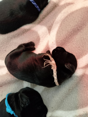 Baronne des terres d'iroise